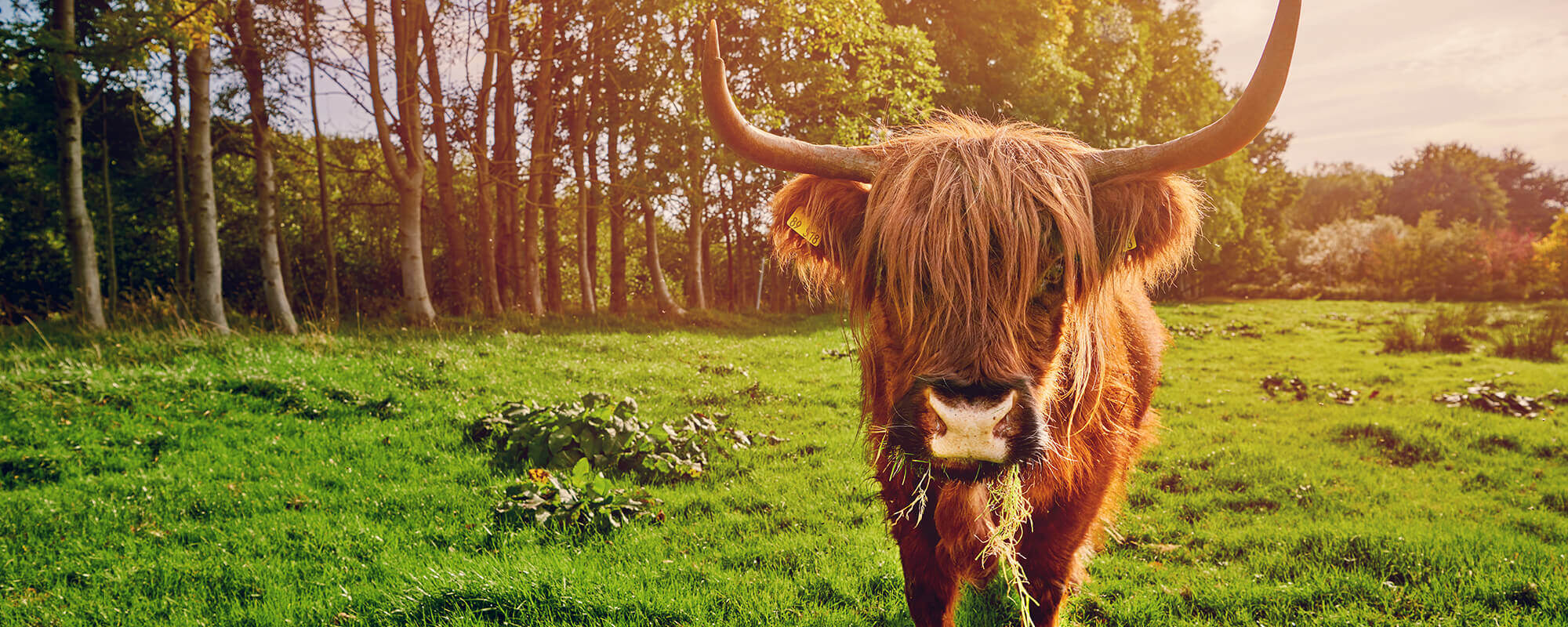 Symbolbild für die Gemeinde Waldfeucht